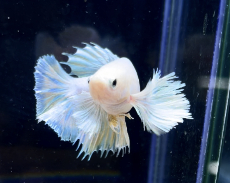 betta249