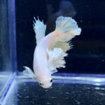 betta249