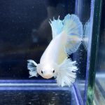 betta249