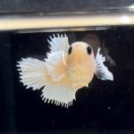 betta250