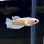 betta250