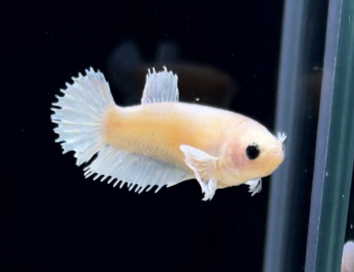 betta250