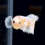 betta250