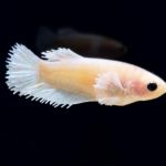 betta250