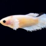 betta250