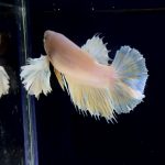 betta249