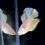 betta249