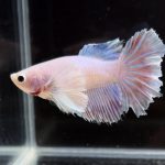 betta248