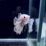 betta248