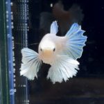 betta251