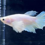 betta251