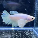 betta251