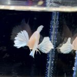 betta251