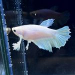 betta251