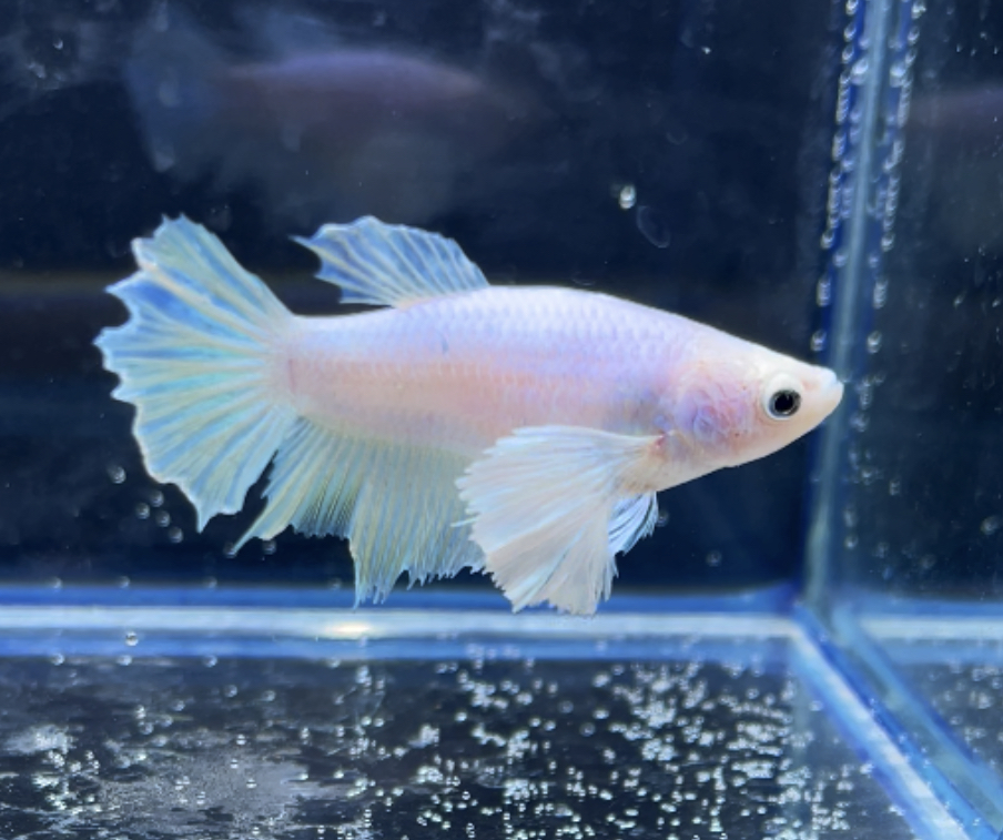 betta251