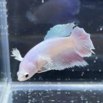 betta253