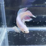 betta253