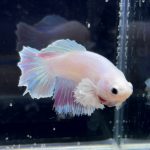 betta253