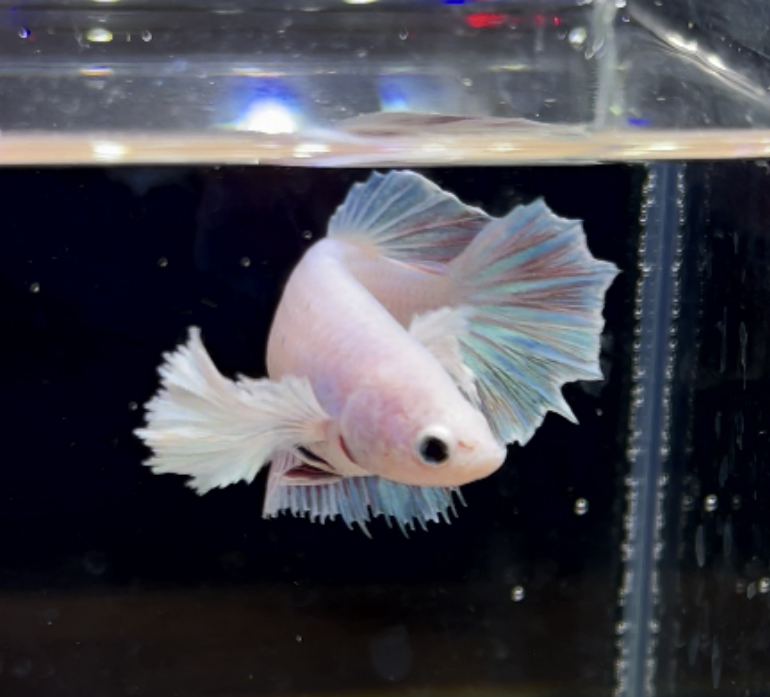 betta253