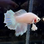 betta253