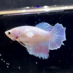 betta253