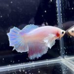 betta253