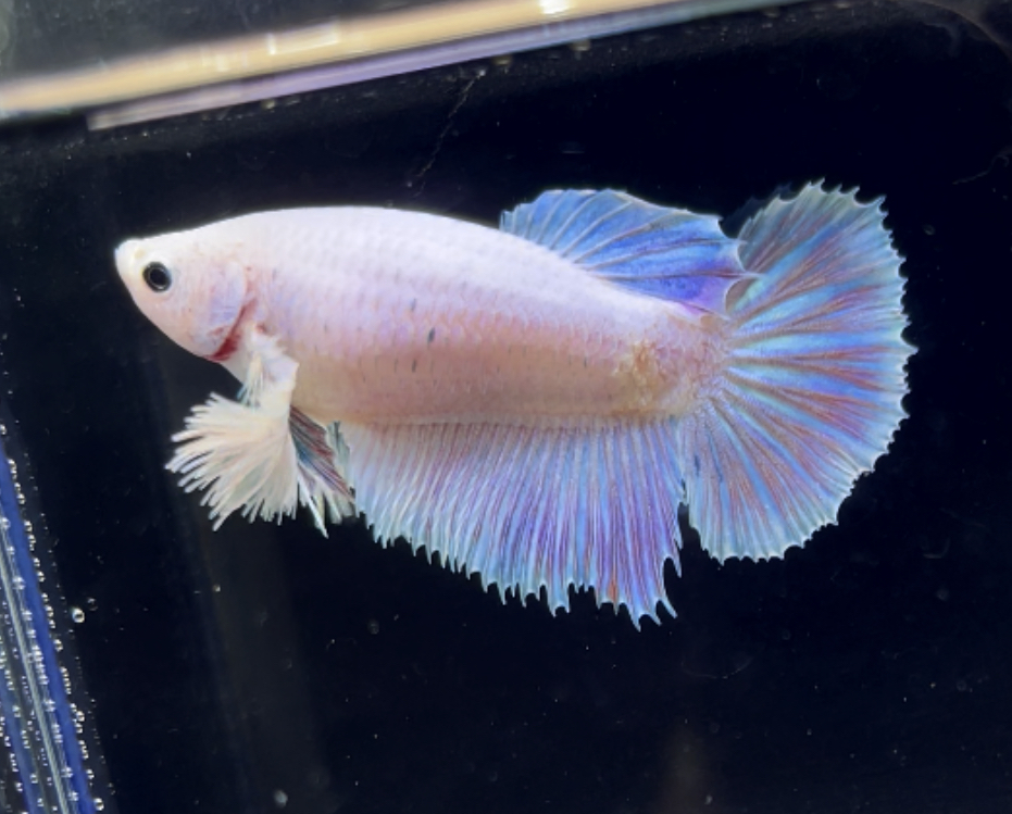 betta252