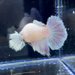 betta252