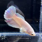 betta252