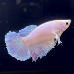 betta252