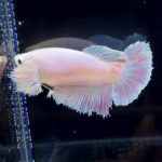 betta252