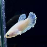 betta254