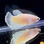 betta254