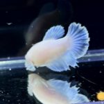 betta254