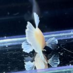 betta254