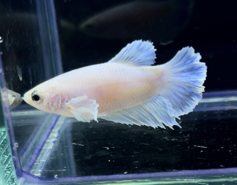 betta254