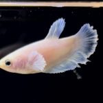 betta254