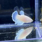 betta254