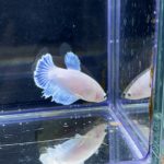 betta254