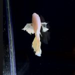 betta249