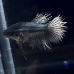 betta255