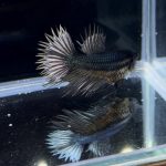 betta255