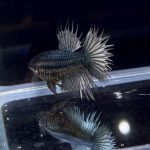 betta255
