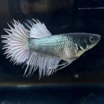betta255