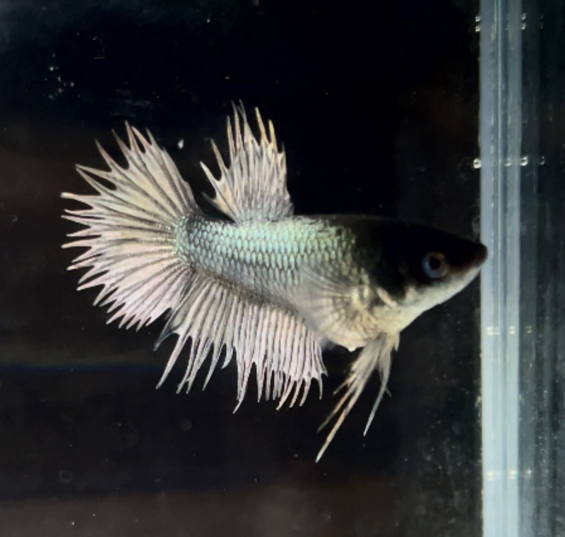 betta255
