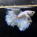 betta256
