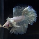 betta256