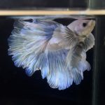 betta256