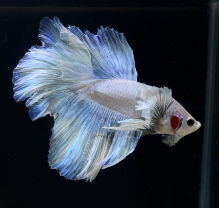 betta256