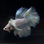 betta256